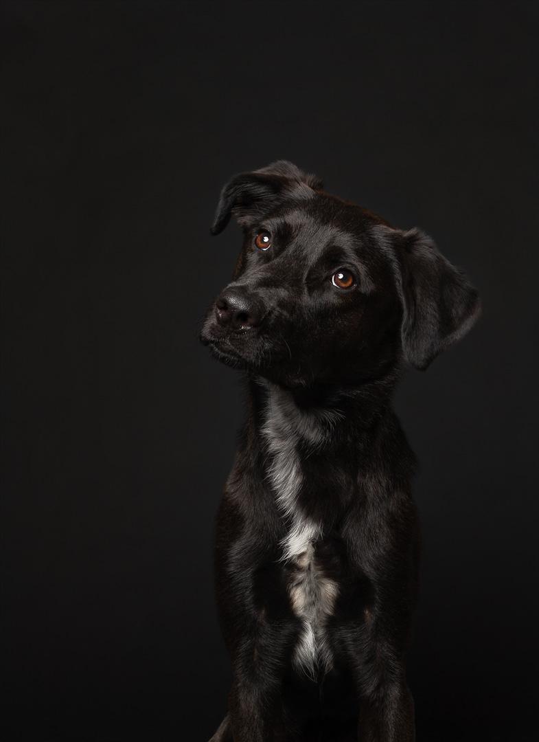 Sunni, an adoptable mixed breed in Bowdoin, ME image 5/5