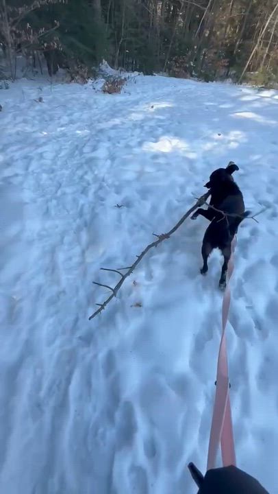 Enlarge Sunni, a ADOPTABLE mixed breed in Bowdoin, ME video 5/6