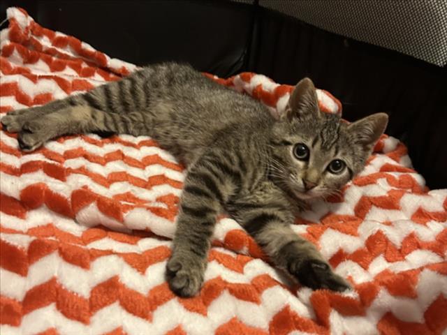 Enlarge PURPLE JELLYFISH, a Adoptable Domestic Short Hair in Chapel Hill, NC image 1/1