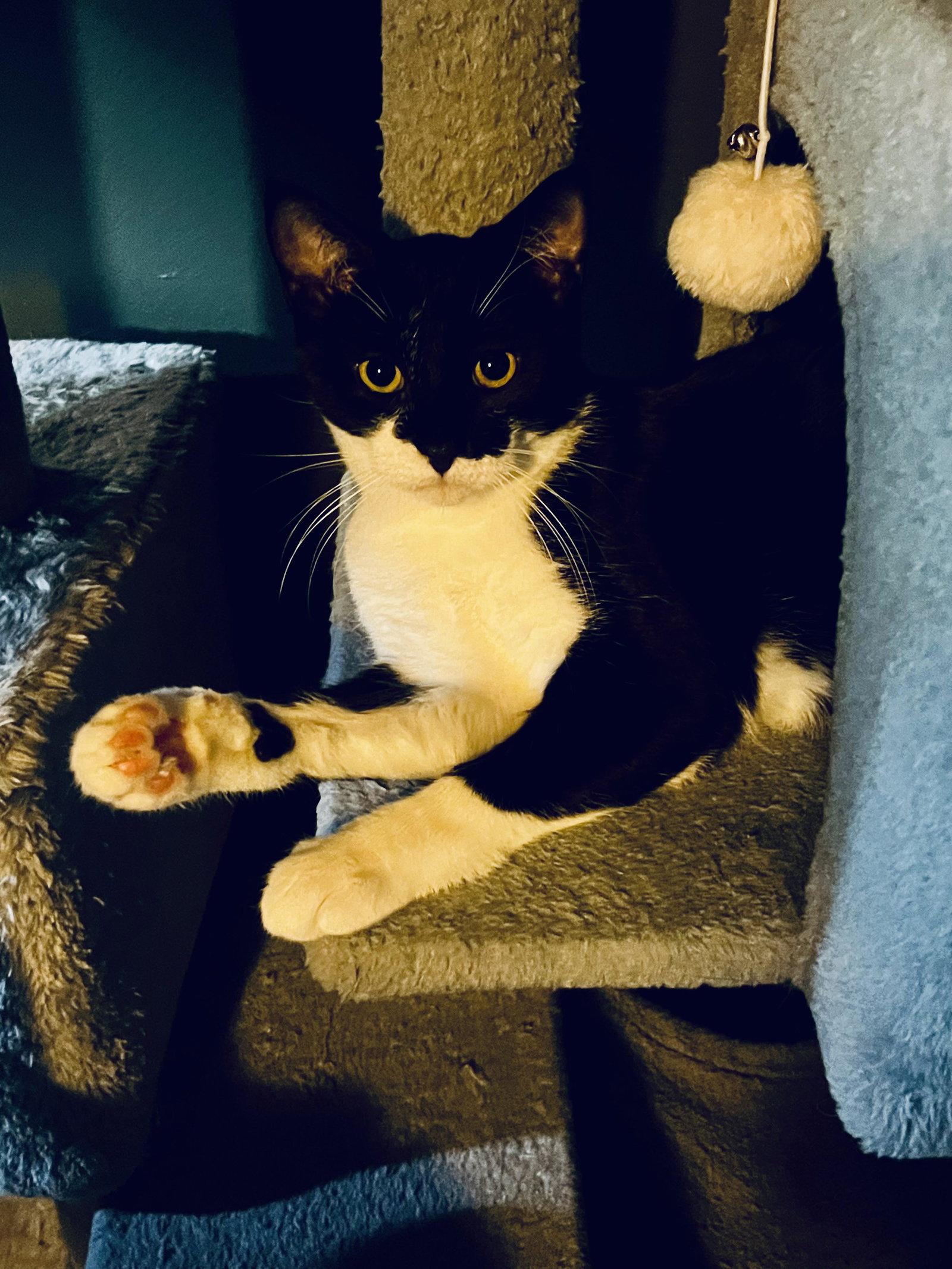 Lucy, Adoptable, Kitten Female Domestic Short Hair.