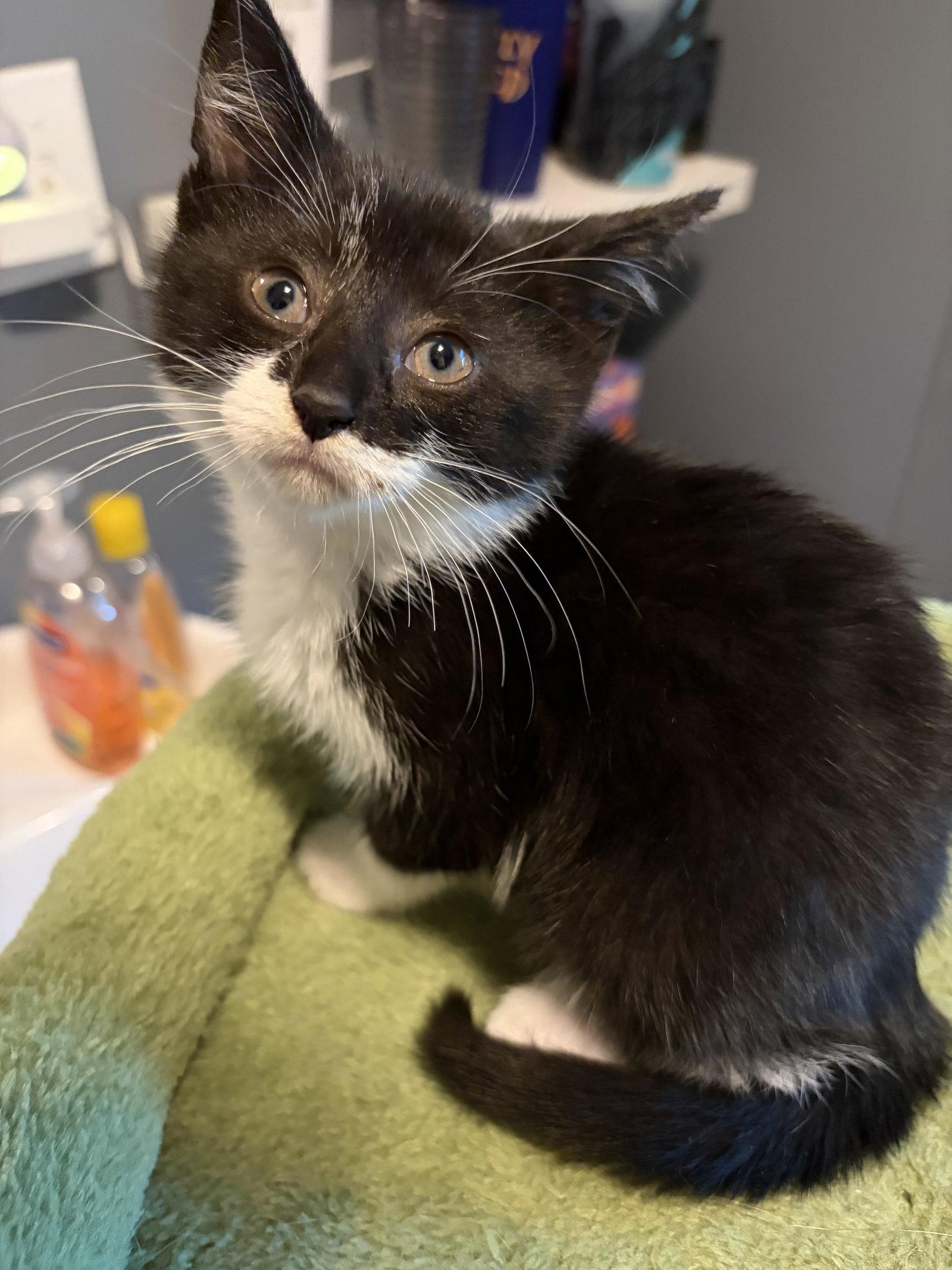 Lucy, Adoptable, Kitten Female Domestic Short Hair.