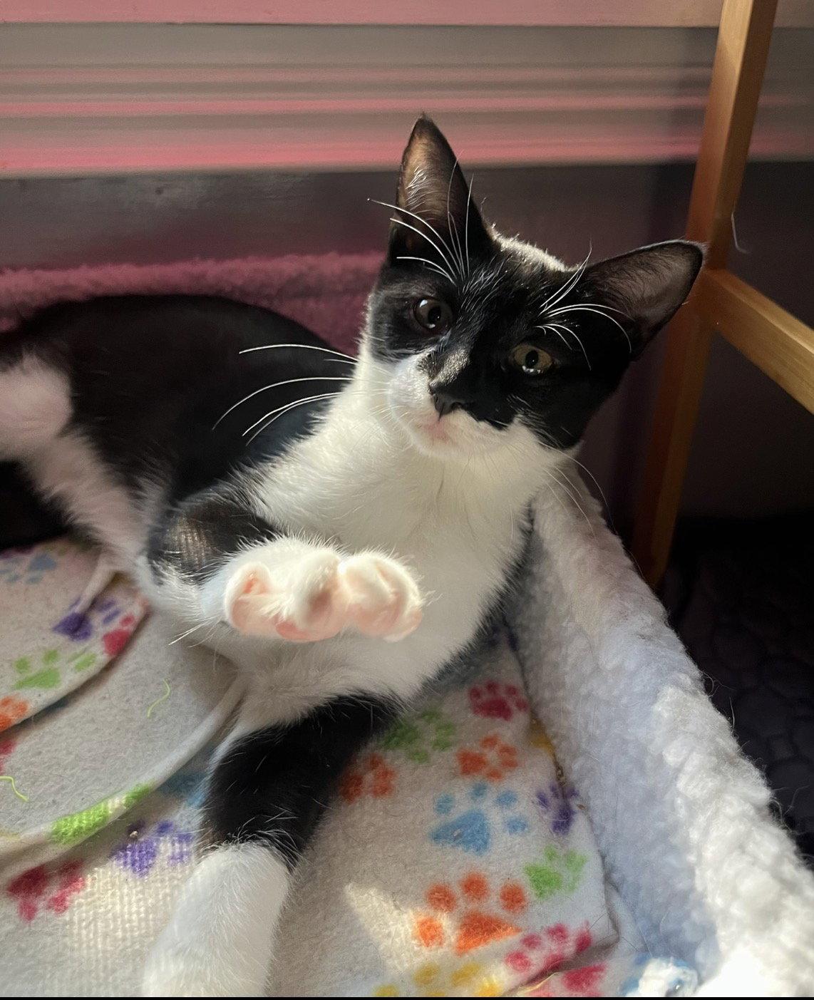 Lucy, a Adoptable Domestic Short Hair in Rootstown, OH image 2/3