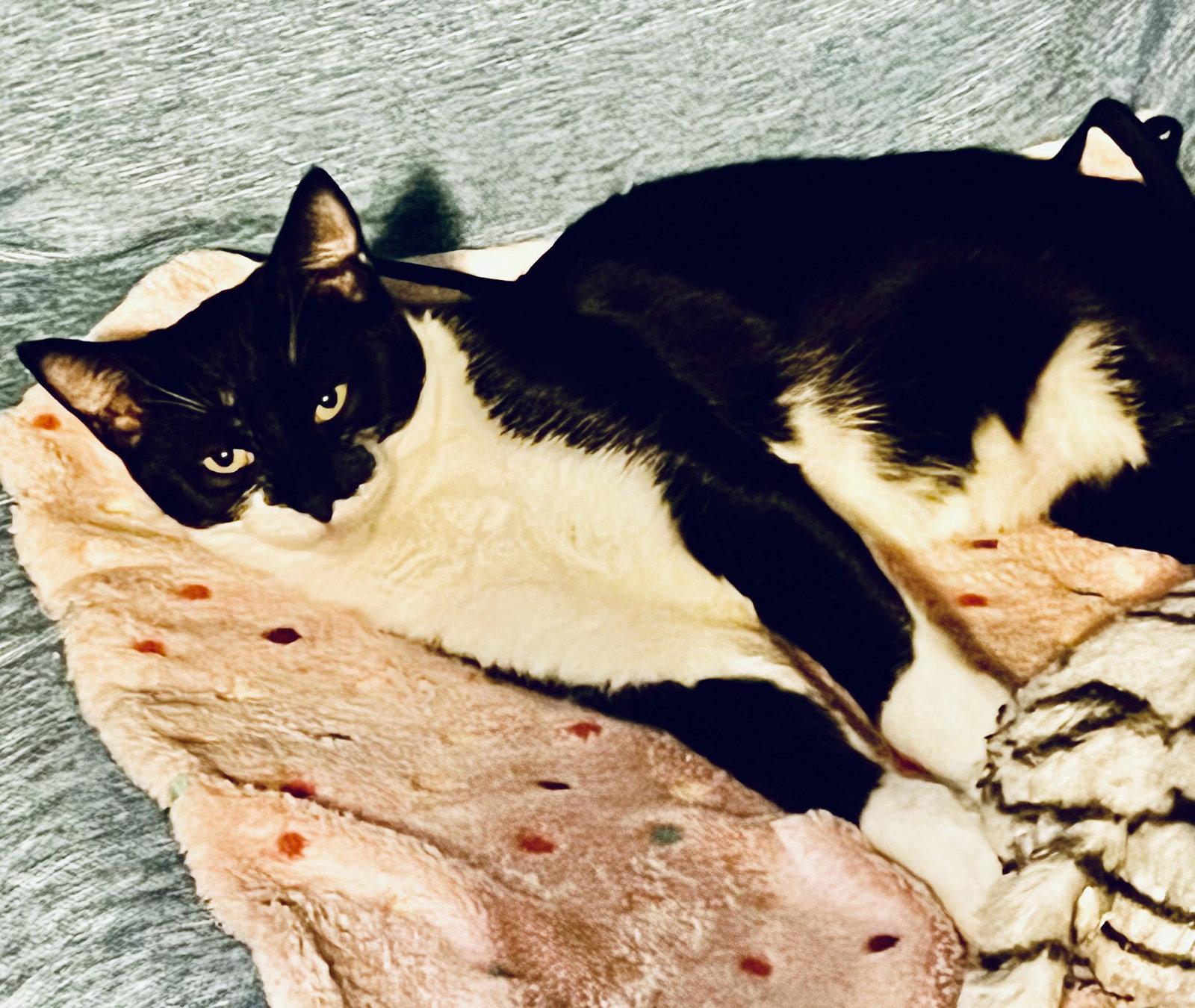 Enlarge Lucy, a Adoptable Domestic Short Hair in Rootstown, OH image 3/3