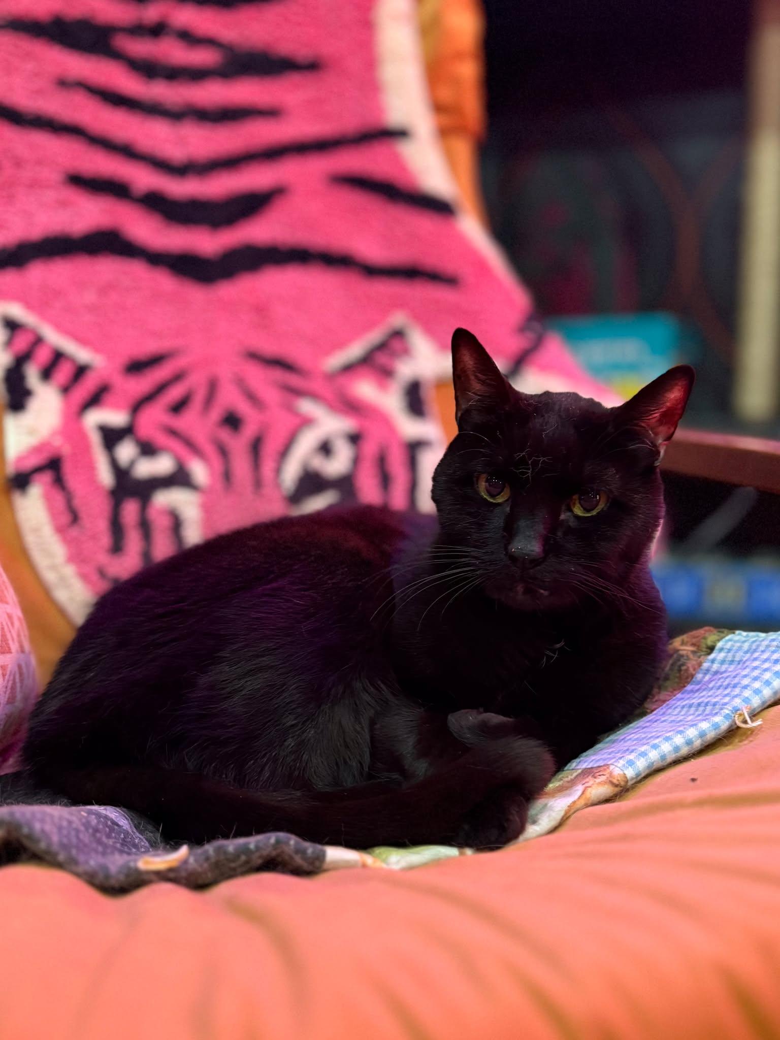 Enlarge Abott, a Adoptable Domestic Short Hair in Kennebunk , ME image 4/6
