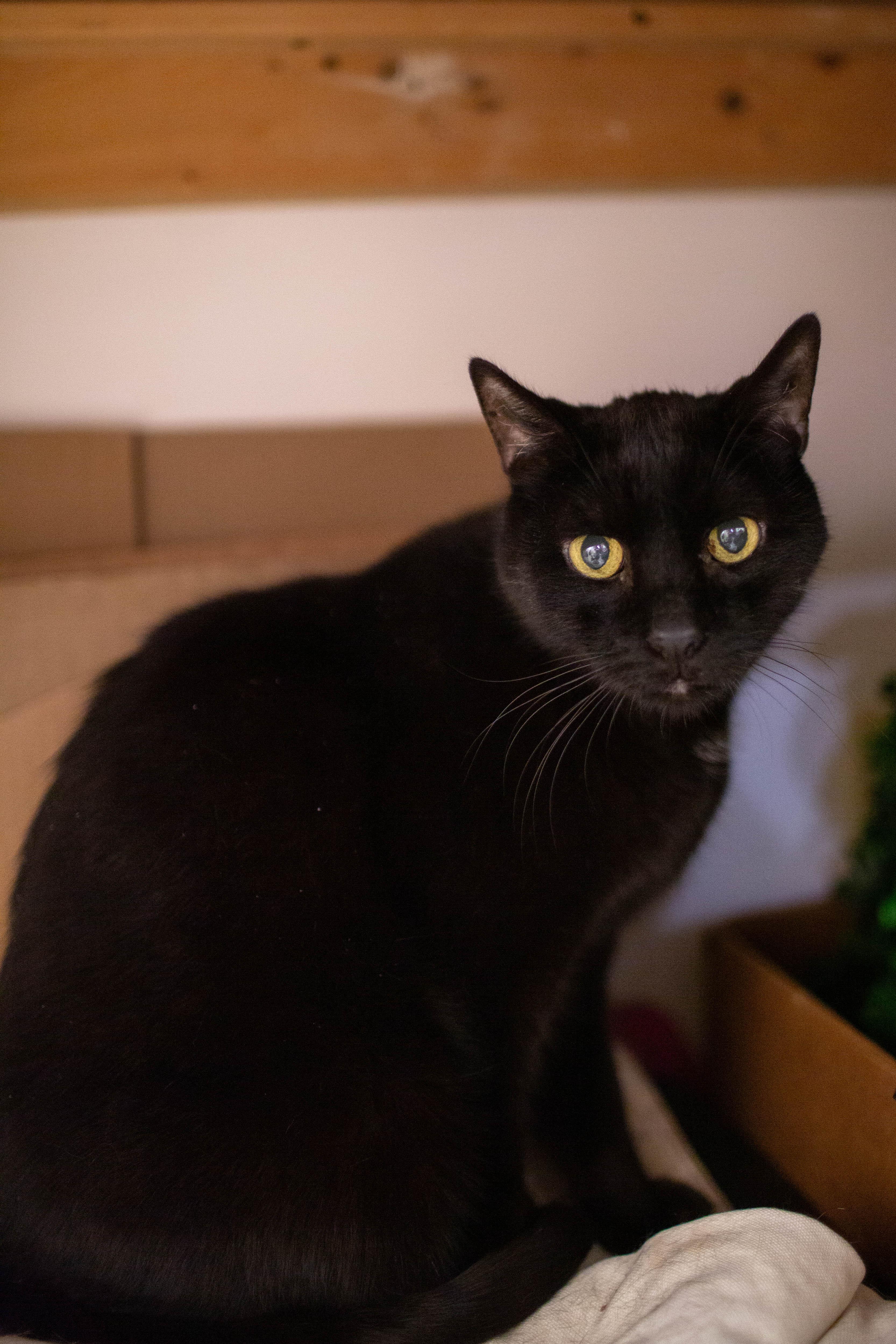 Enlarge Abott, a Adoptable Domestic Short Hair in Kennebunk , ME image 1/6