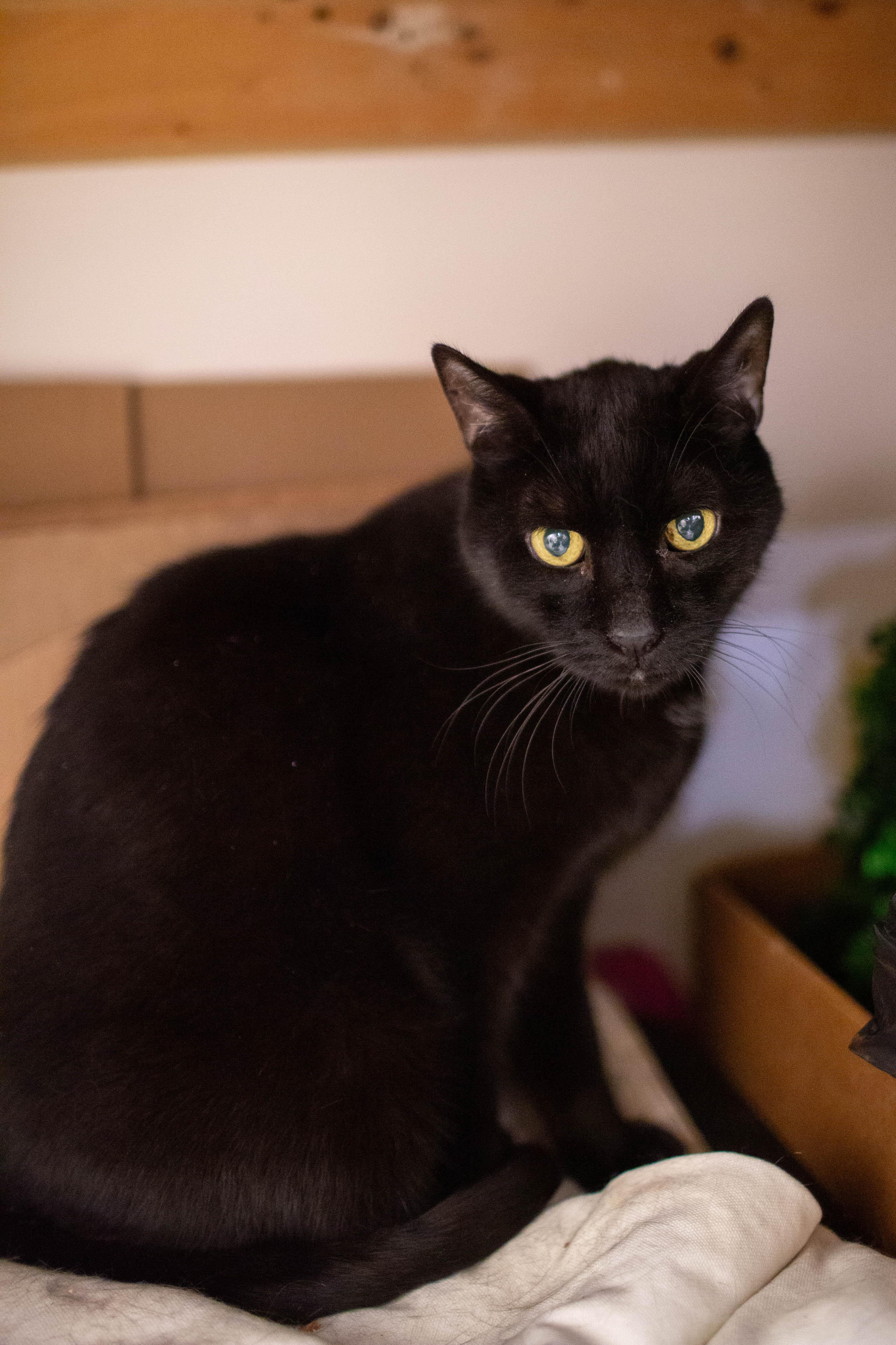 Enlarge Abott, a Adoptable Domestic Short Hair in Kennebunk , ME image 5/6