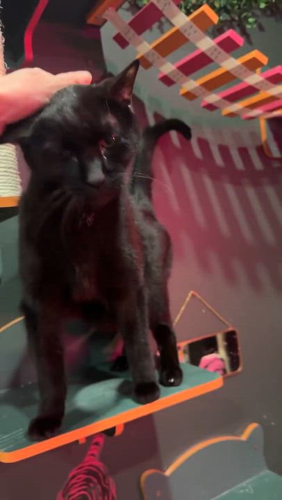 Enlarge Abott, a Adoptable Domestic Short Hair in Kennebunk , ME video 2/6