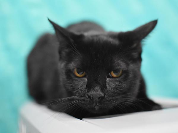 Florida, Adoptable, Young Female Domestic Short Hair.