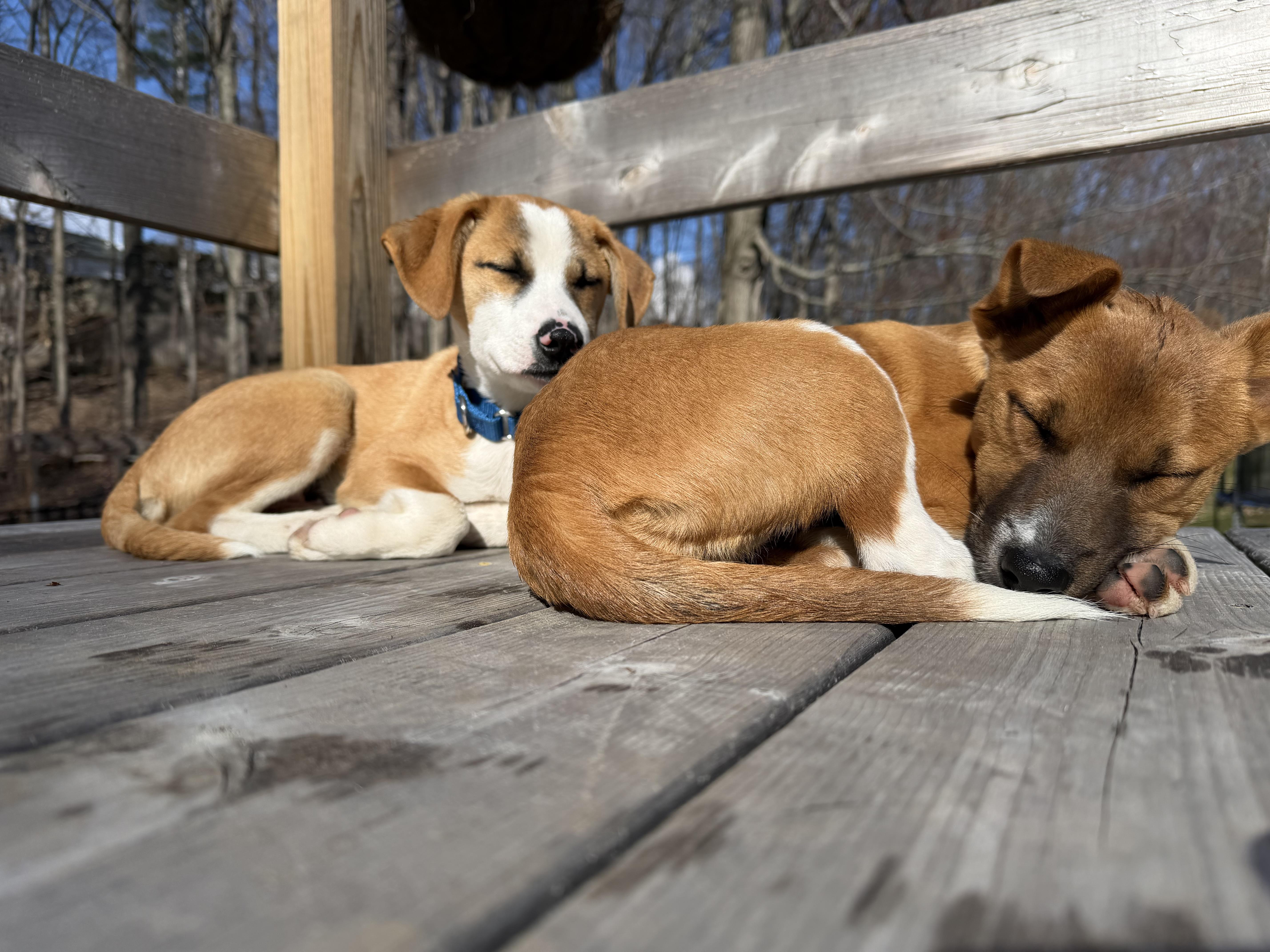 Enlarge Cuddles, a Adoptable mixed breed in Albany, NY image 3/6