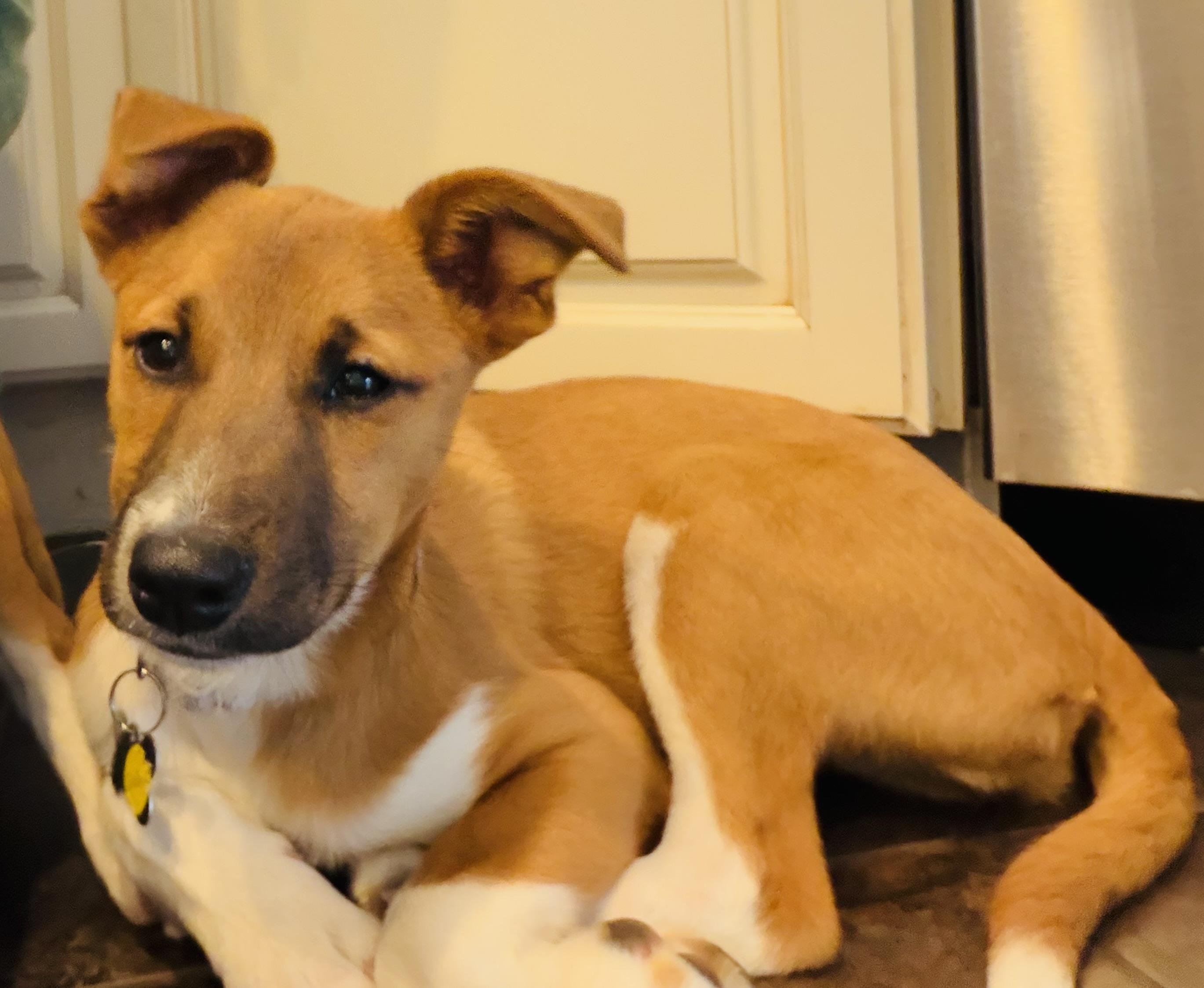 Enlarge Cuddles, a Adoptable mixed breed in Albany, NY image 6/6