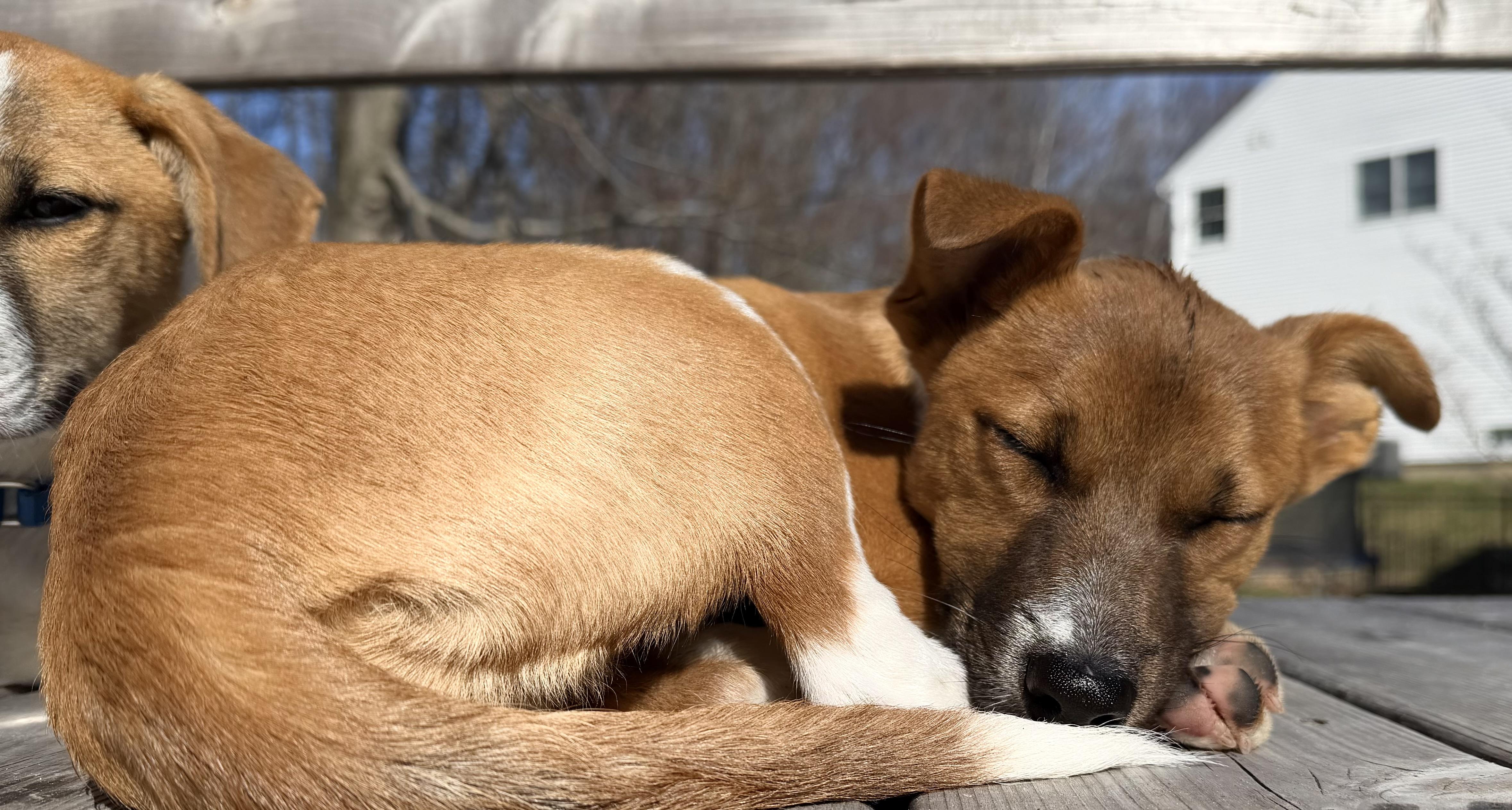 Enlarge Cuddles, a Adoptable mixed breed in Albany, NY image 5/6