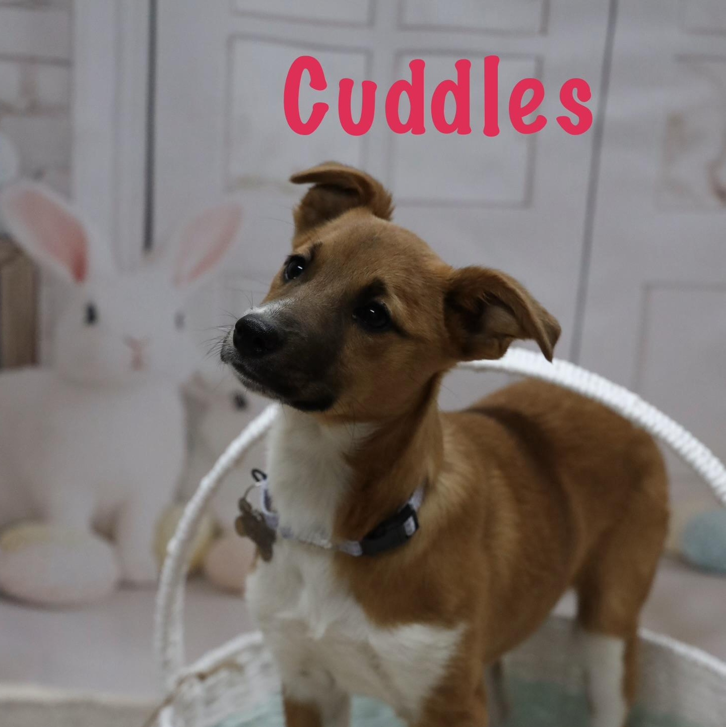 Enlarge Cuddles, a Adoptable mixed breed in Albany, NY image 2/6