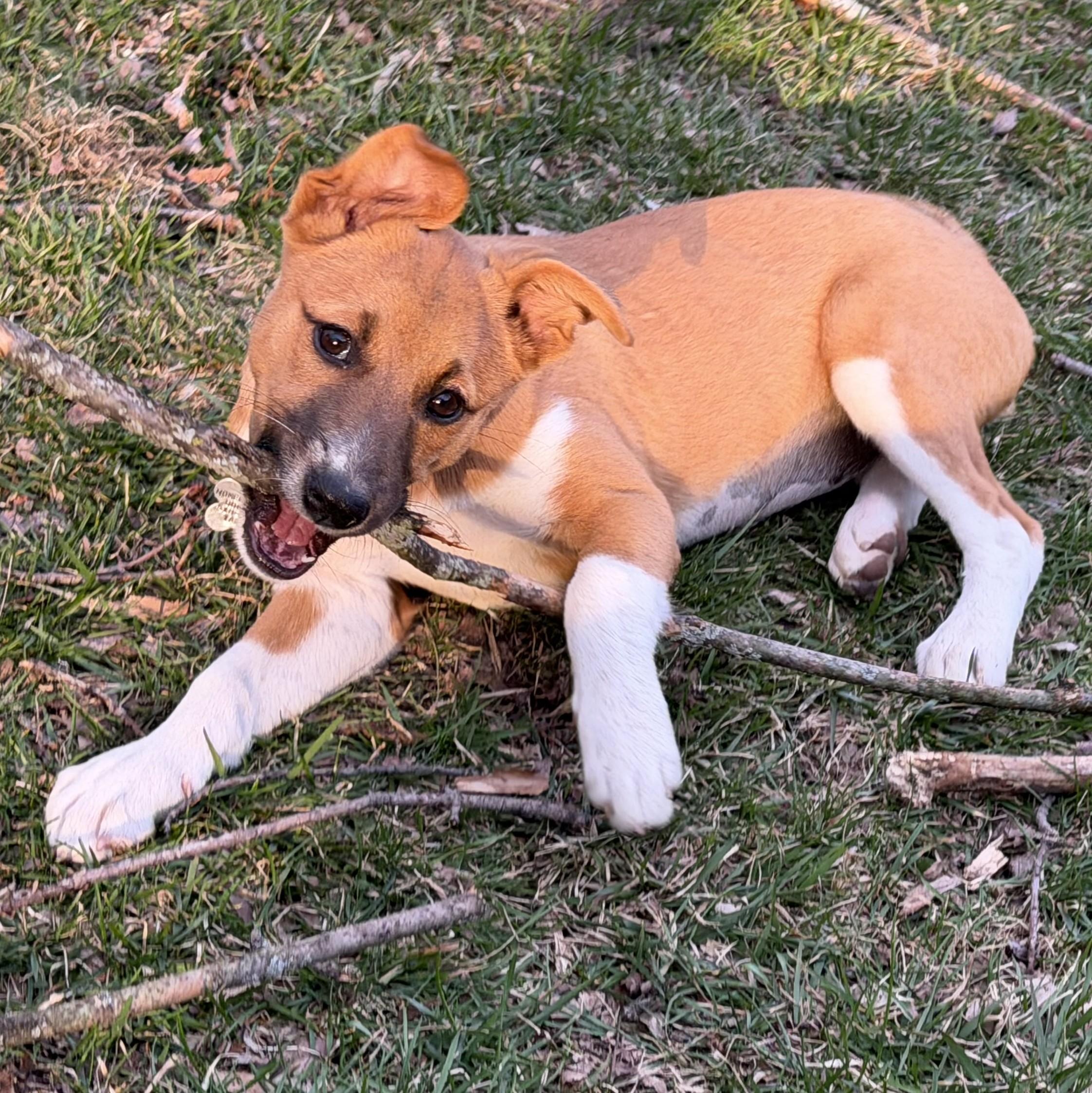 Enlarge Cuddles, a Adoptable mixed breed in Albany, NY image 1/6