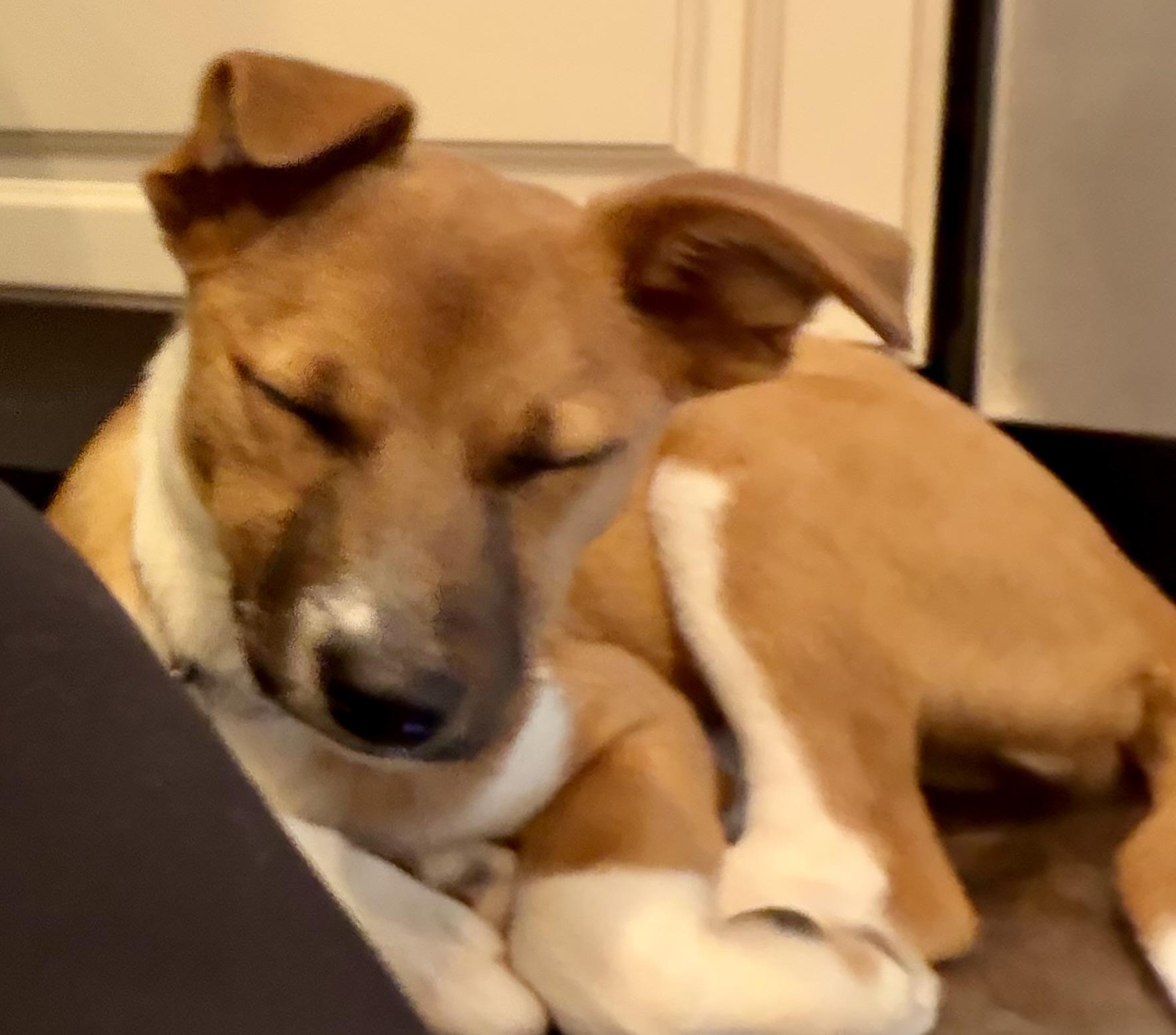 Enlarge Cuddles, a Adoptable mixed breed in Albany, NY image 4/6