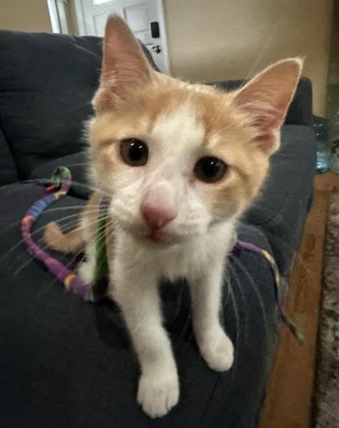 Jelly Bean - in foster care sooo pretty, an adopted Domestic Short Hair in Randolph, NJ image 3/3