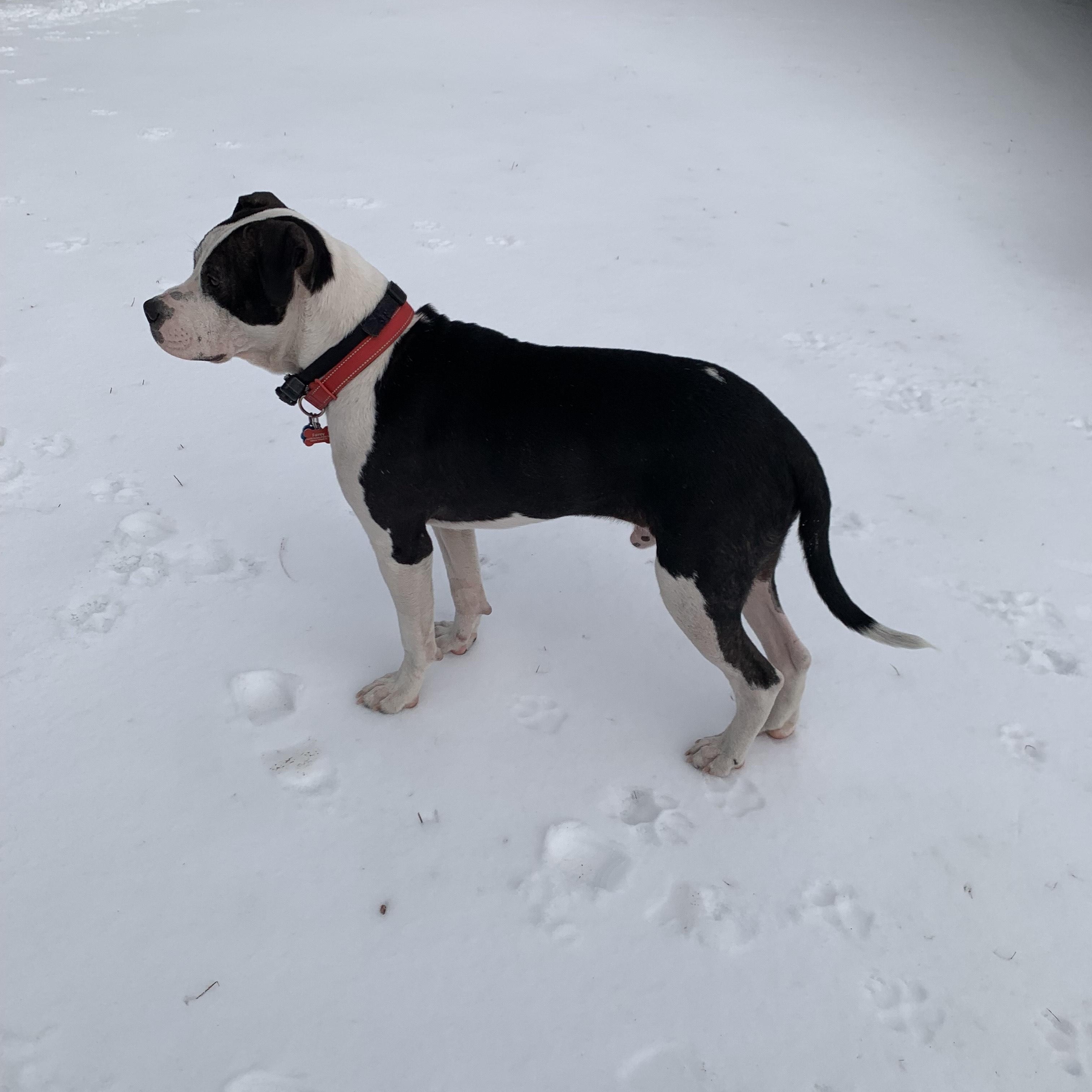 Enlarge JIMMY, a Adoptable mixed breed in Edisto Island, SC image 2/6