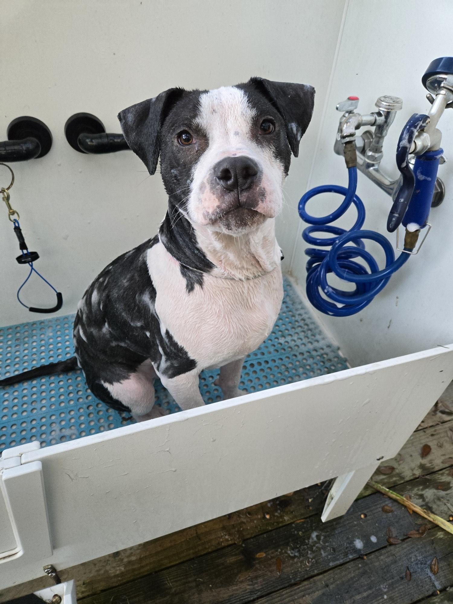 Enlarge JIMMY, a Adoptable mixed breed in Edisto Island, SC image 5/6