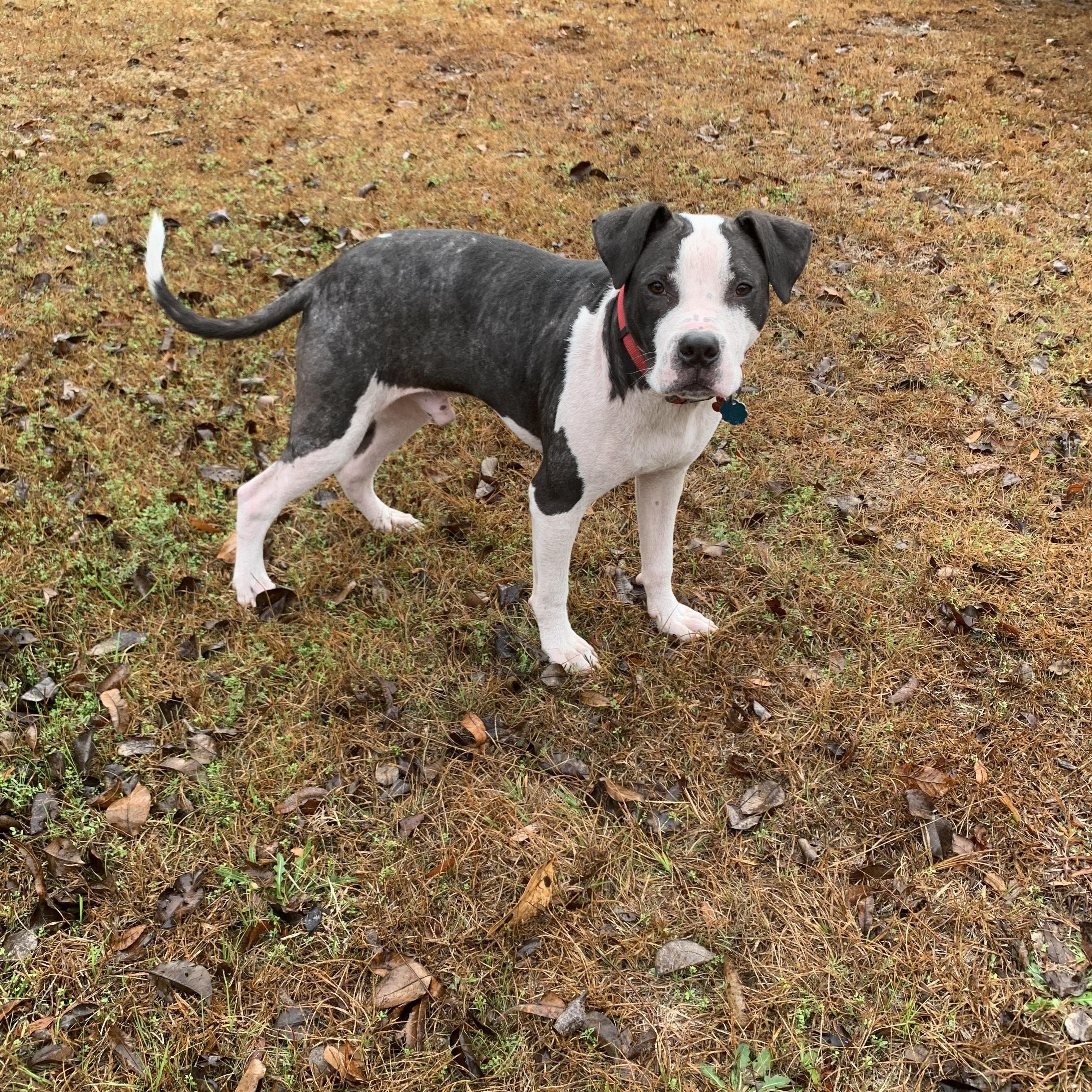 Enlarge JIMMY, a Adoptable mixed breed in Edisto Island, SC image 6/6
