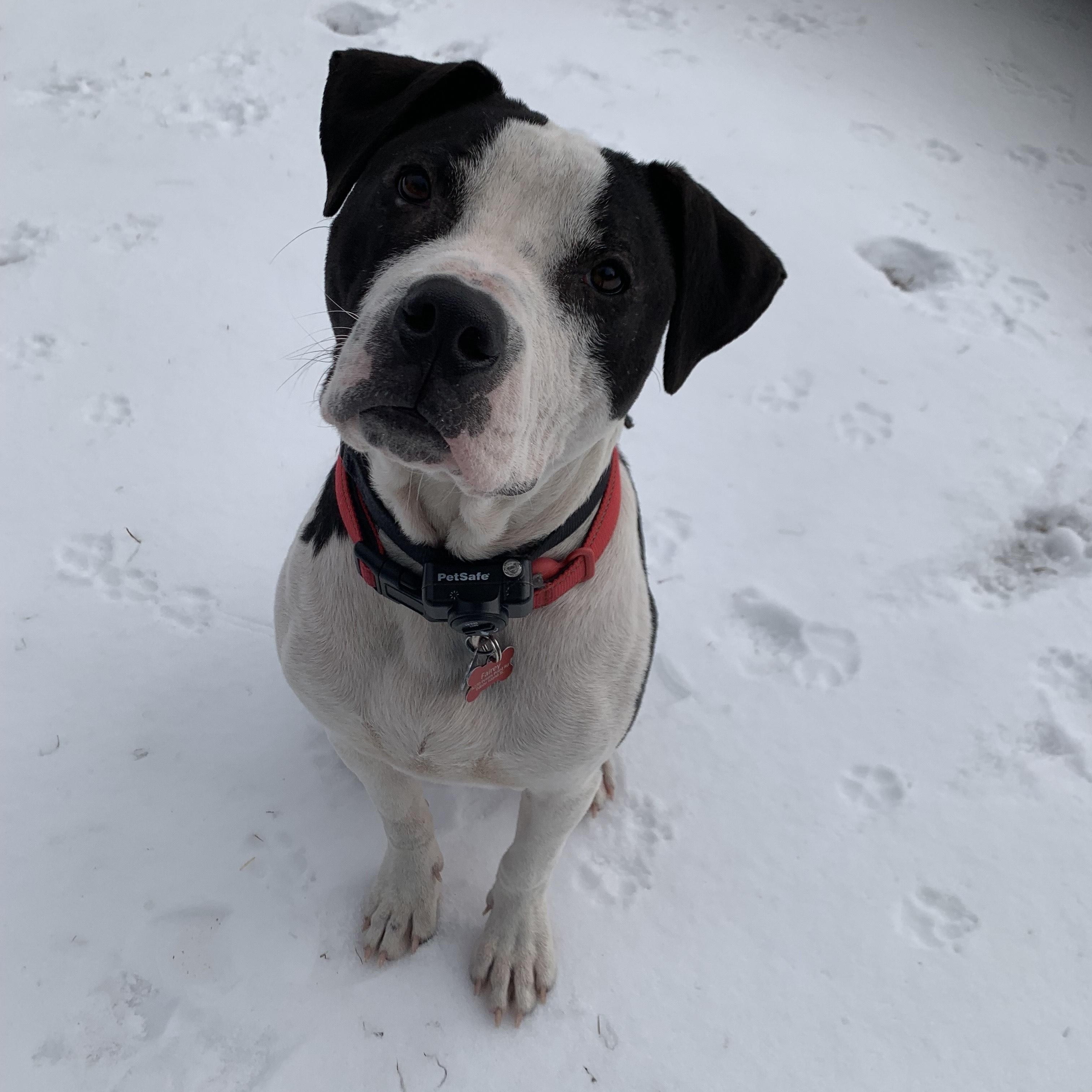 Enlarge JIMMY, a Adoptable mixed breed in Edisto Island, SC image 1/6
