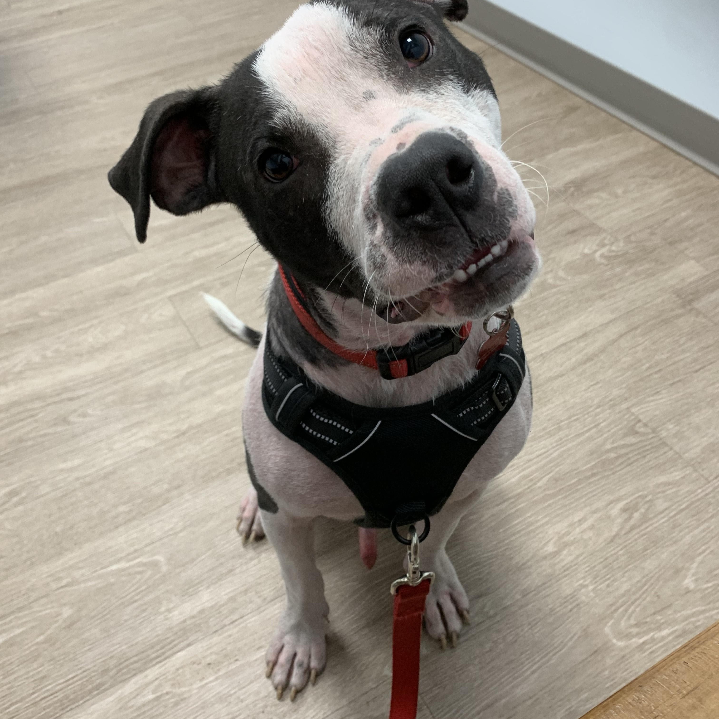 Enlarge JIMMY, a Adoptable mixed breed in Edisto Island, SC image 4/6