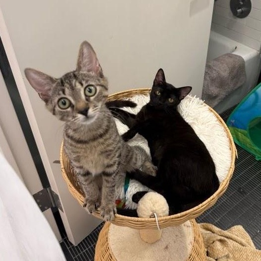 Goopy & Gwyneth, ADOPTABLE, Kitten Female Domestic Short Hair.