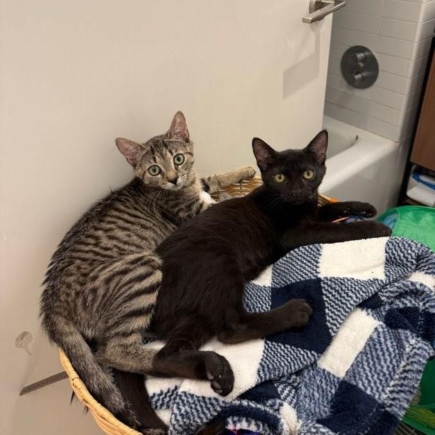 Enlarge Goopy & Gwyneth, a ADOPTABLE Domestic Short Hair in brooklyn, NY image 3/6