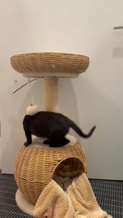 Enlarge Goopy & Gwyneth, a ADOPTABLE Domestic Short Hair in brooklyn, NY video 6/6