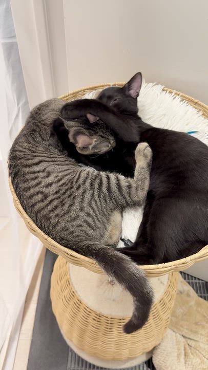 Enlarge Goopy & Gwyneth, a ADOPTABLE Domestic Short Hair in brooklyn, NY video 2/6