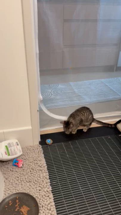 Enlarge Goopy & Gwyneth, a ADOPTABLE Domestic Short Hair in brooklyn, NY video 5/6