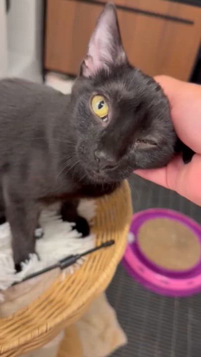 Enlarge Goopy & Gwyneth, a ADOPTABLE Domestic Short Hair in brooklyn, NY video 4/6