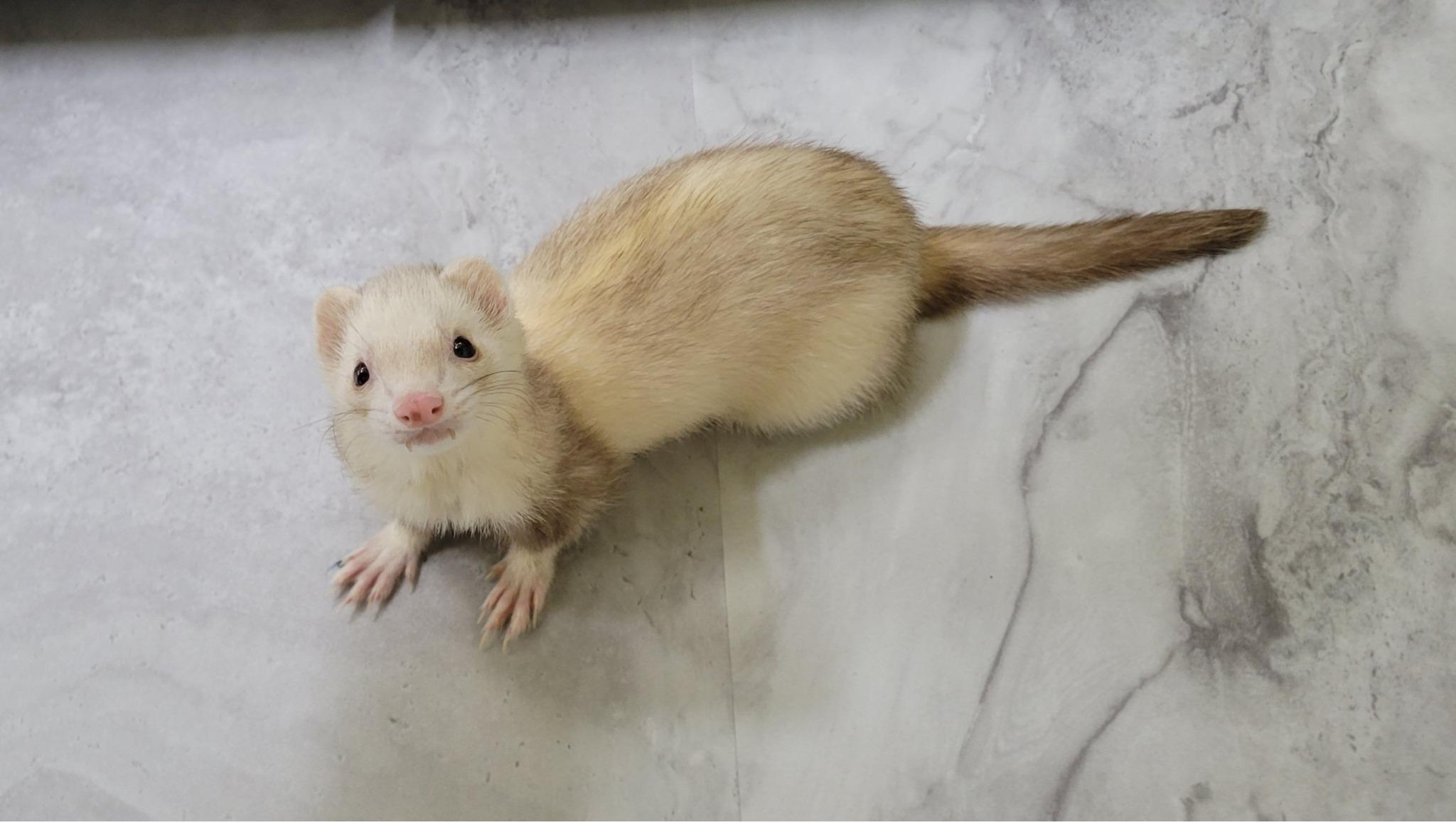 Biscuit, adoptable, Senior Female Ferret.