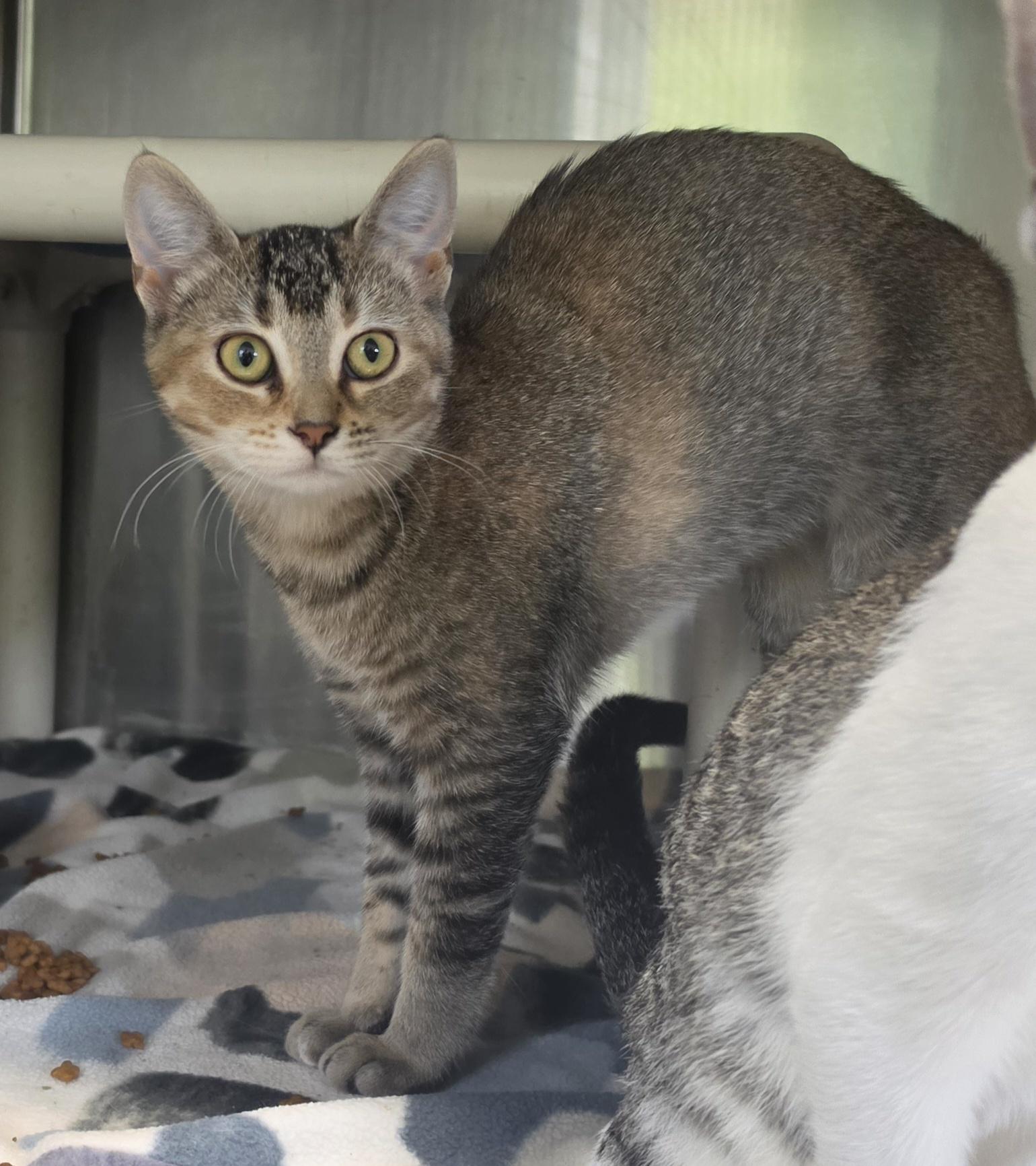 Enlarge Corty, a Adoptable mixed breed in Brainerd, MN image 1/1