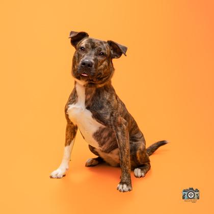 Enlarge Samantha*, a Adoptable mixed breed in El Paso, TX image 1/3