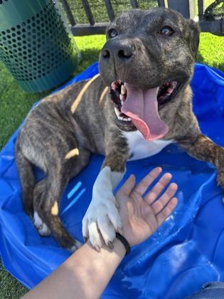 Enlarge Samantha*, a Adoptable mixed breed in El Paso, TX image 2/3