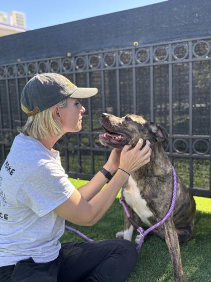 Enlarge Samantha*, a Adoptable mixed breed in El Paso, TX image 3/3
