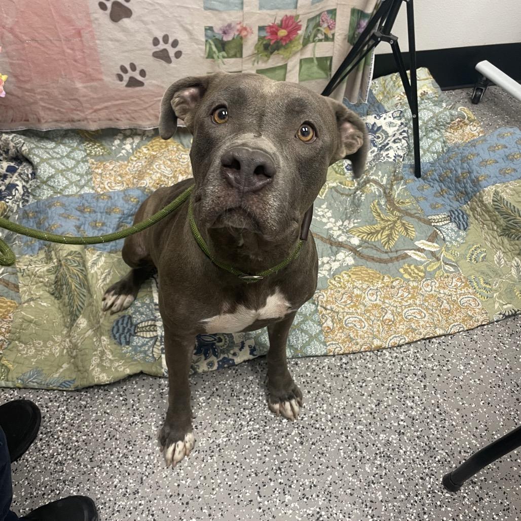Clementine, Adoptable, Adult Female Pit Bull Terrier.