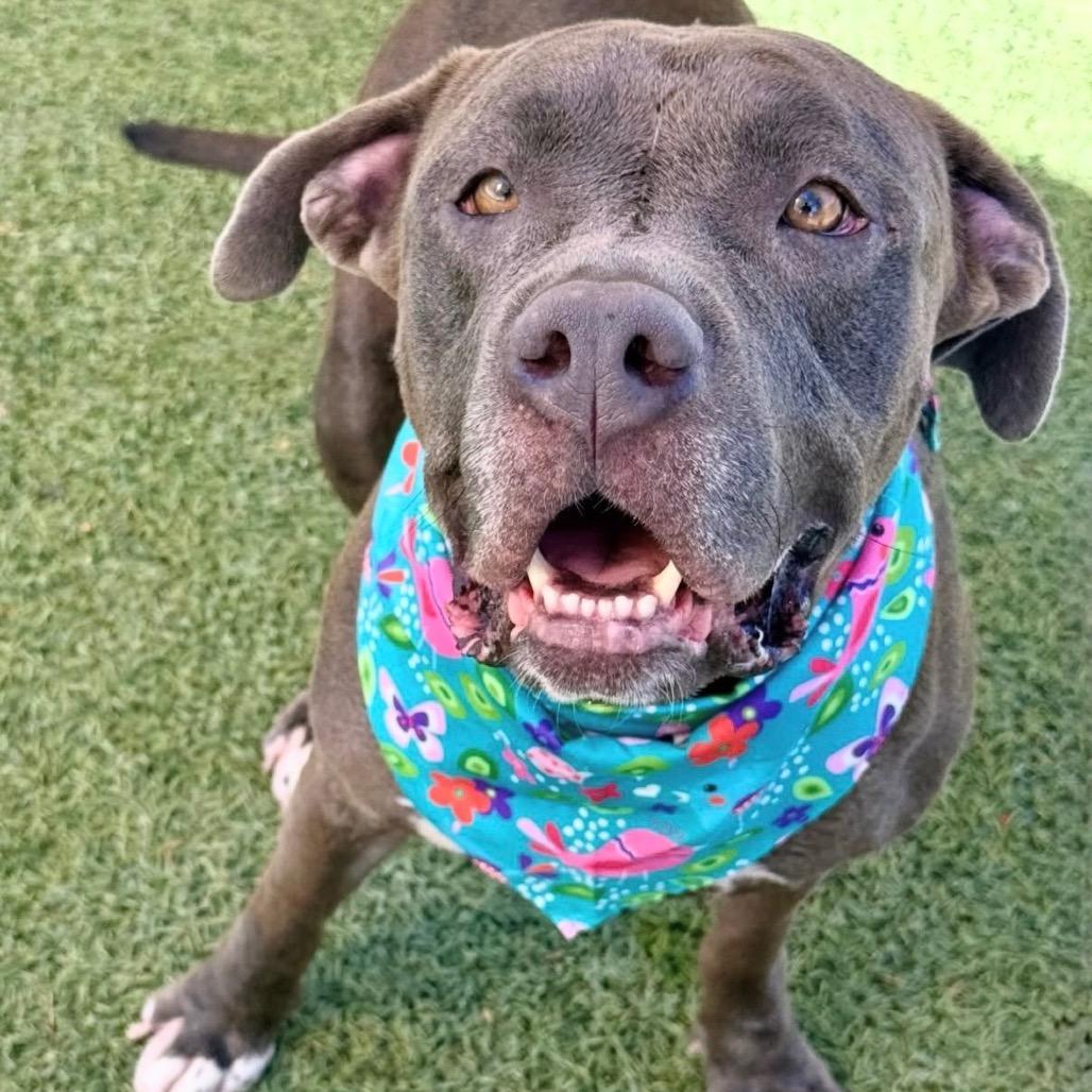 Clementine, a Adoptable Pit Bull Terrier in Henderson, NV image 1/4
