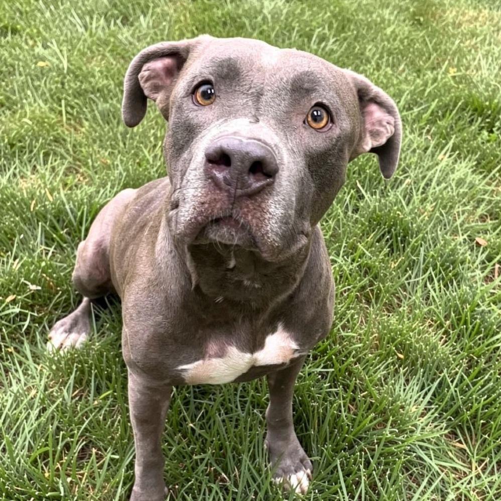 Clementine, a Adoptable Pit Bull Terrier in Henderson, NV image 2/3