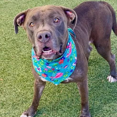 Clementine, a Adoptable Pit Bull Terrier in Henderson, NV image 3/4