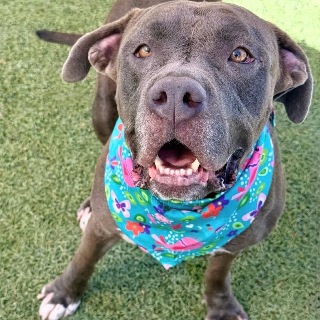 Clementine, a Adoptable Pit Bull Terrier in Henderson, NV image 3/3