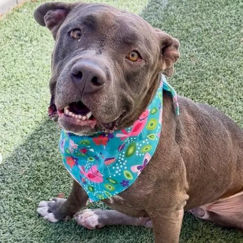 Clementine, a Adoptable Pit Bull Terrier in Henderson, NV image 4/4