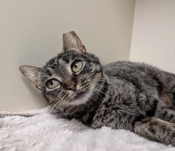 Enlarge Maple, a Adoptable Domestic Short Hair in Elyria, OH image 2/4