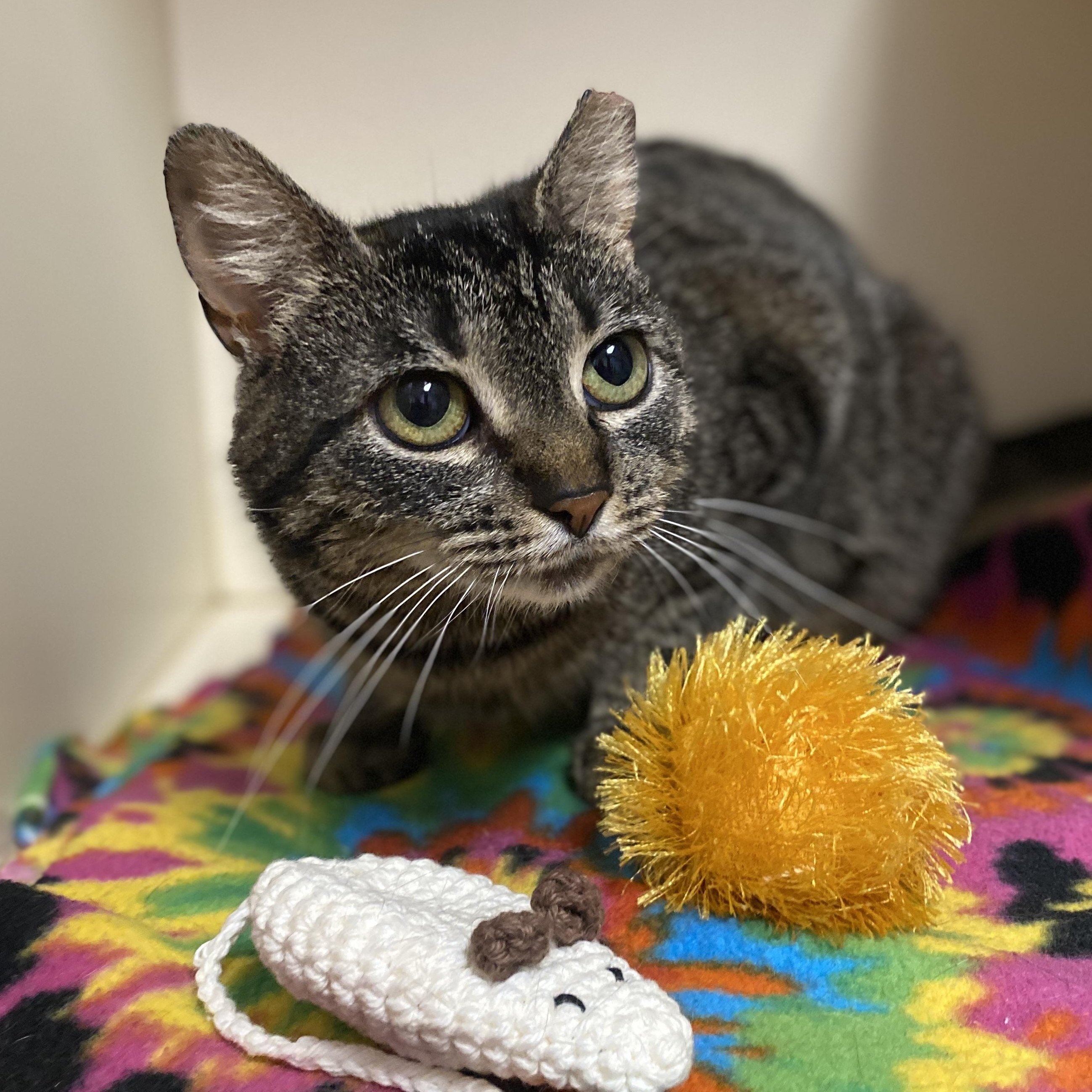 Enlarge Maple, a Adoptable Domestic Short Hair in Elyria, OH image 1/4