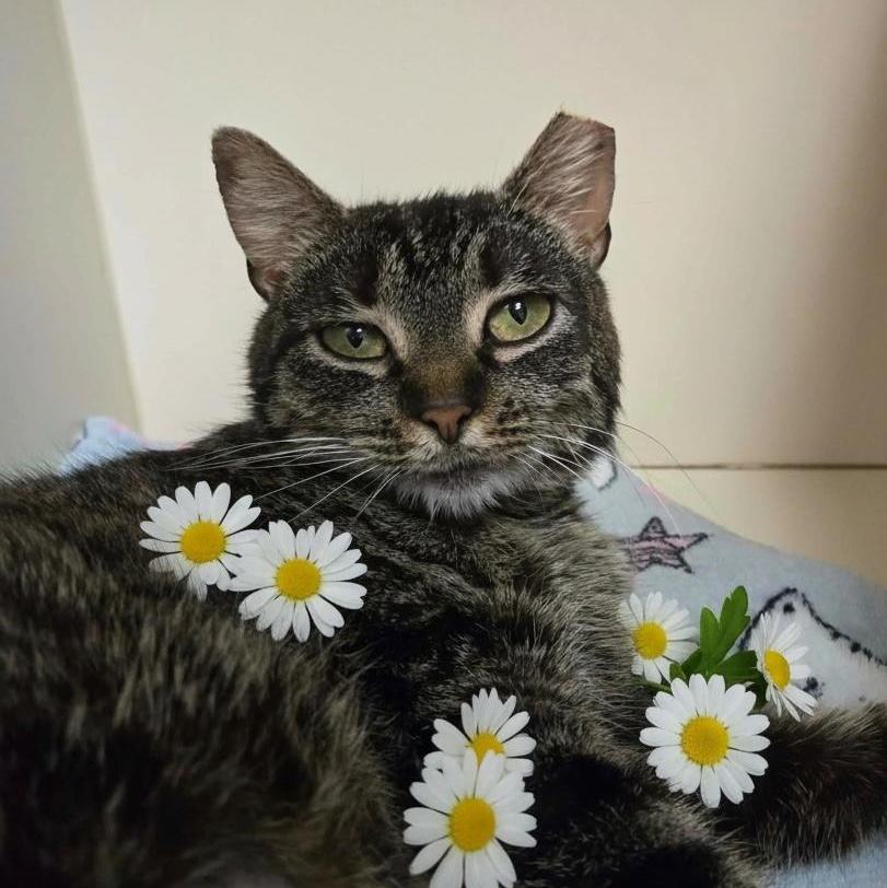 Enlarge Maple, a Adoptable Domestic Short Hair in Elyria, OH image 3/4