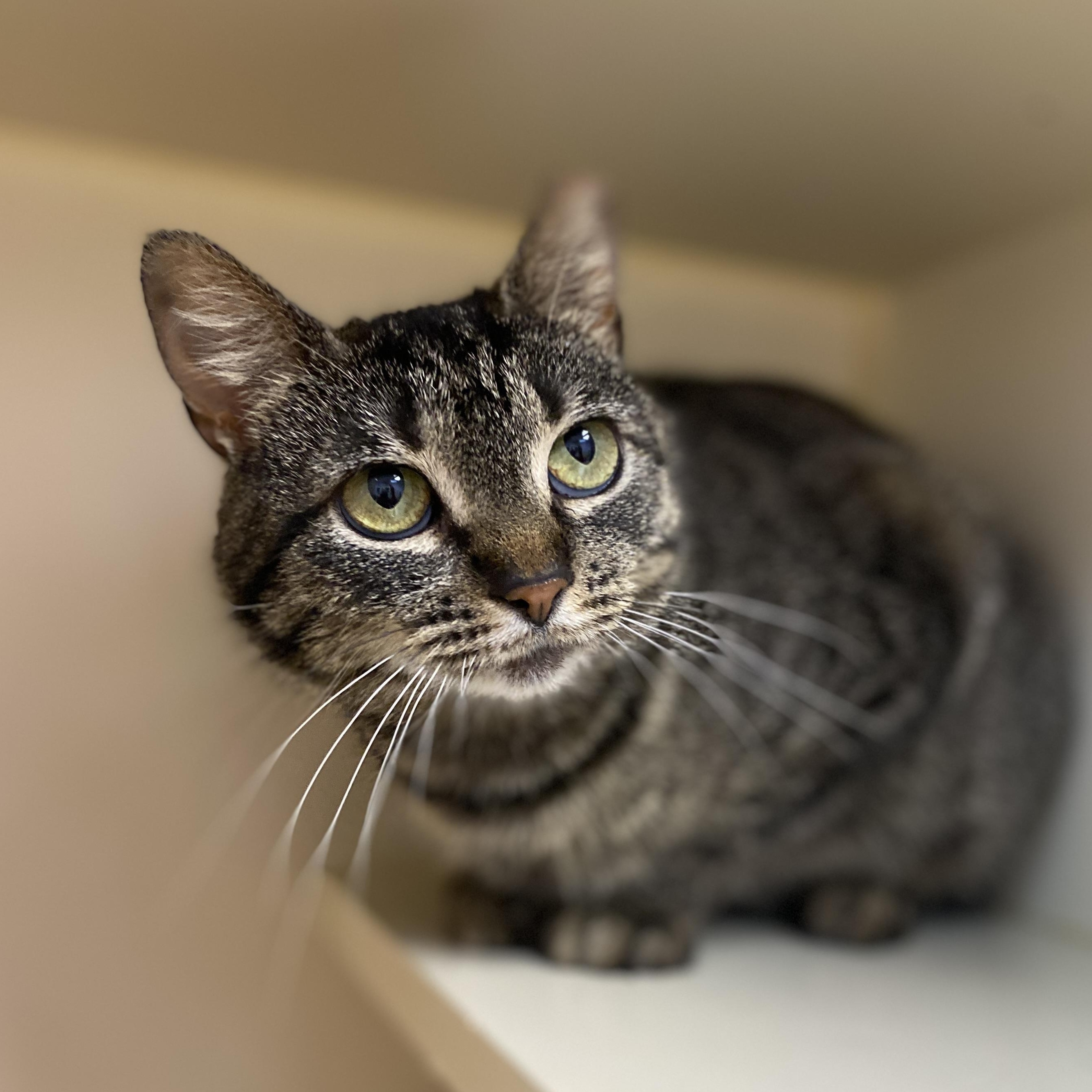 Enlarge Maple, a Adoptable Domestic Short Hair in Elyria, OH image 4/4