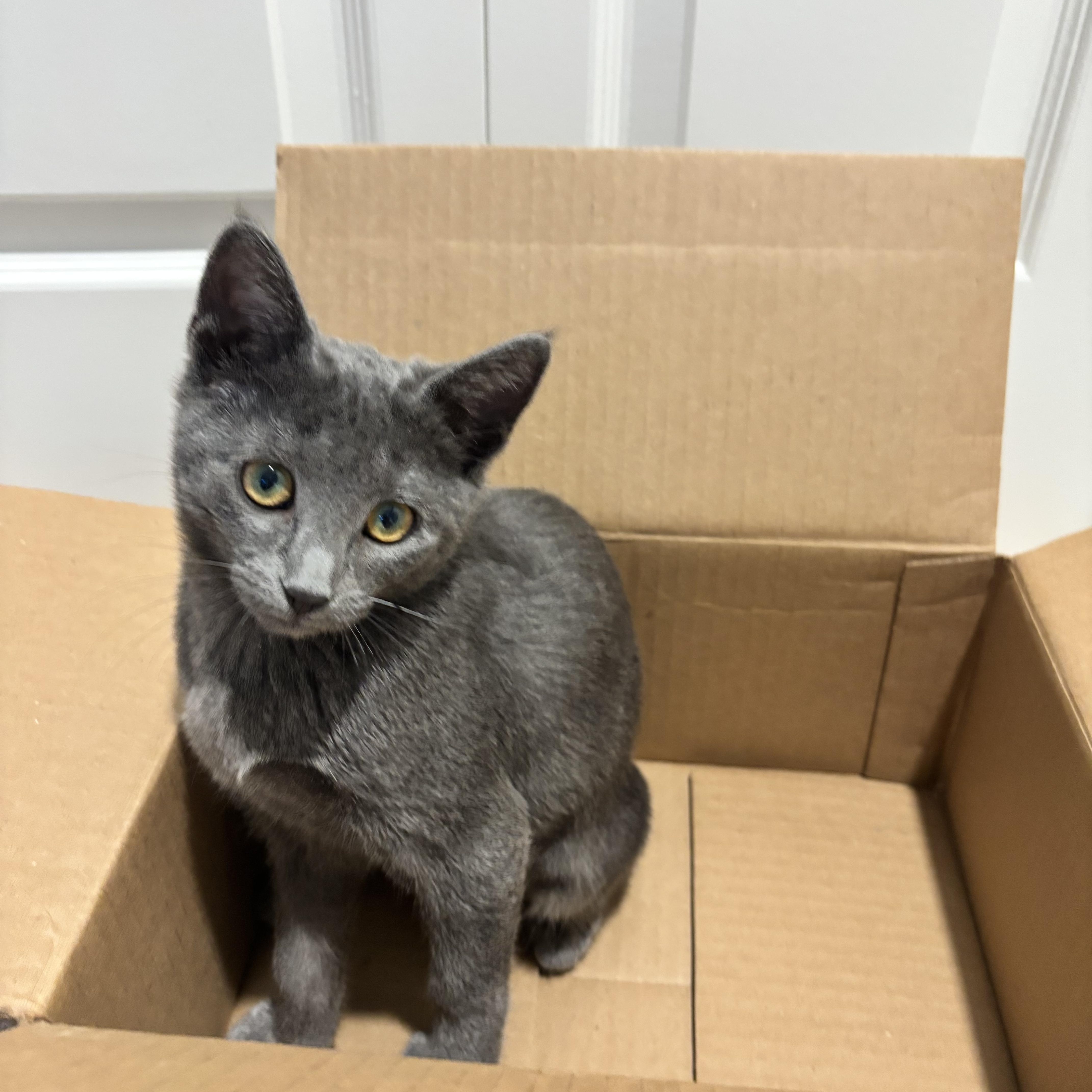 Ben, ADOPTABLE, Kitten Male Russian Blue.