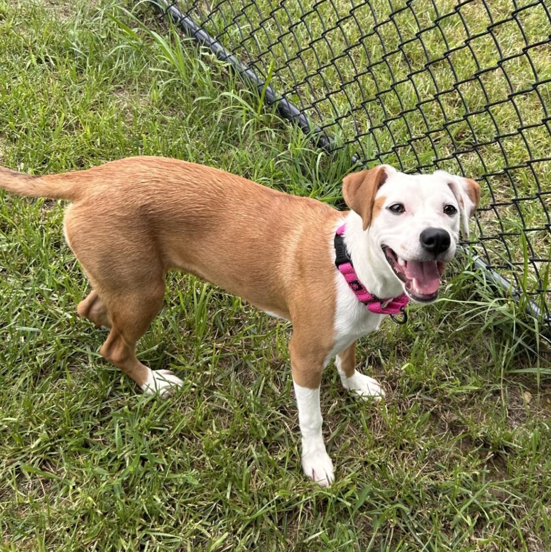 Topanga, an adopted mixed breed in Shepherdsville, KY image 2/6