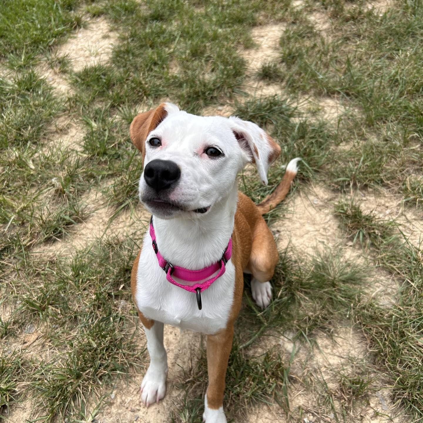 Topanga, an adopted mixed breed in Shepherdsville, KY image 3/6