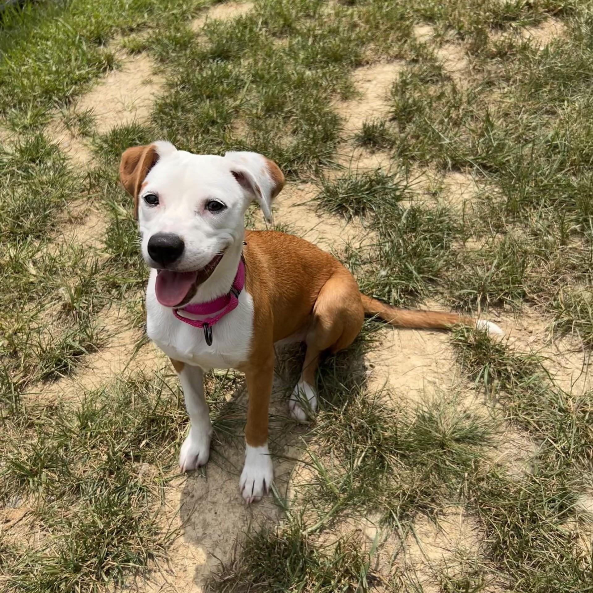 Topanga, an adopted mixed breed in Shepherdsville, KY image 4/6