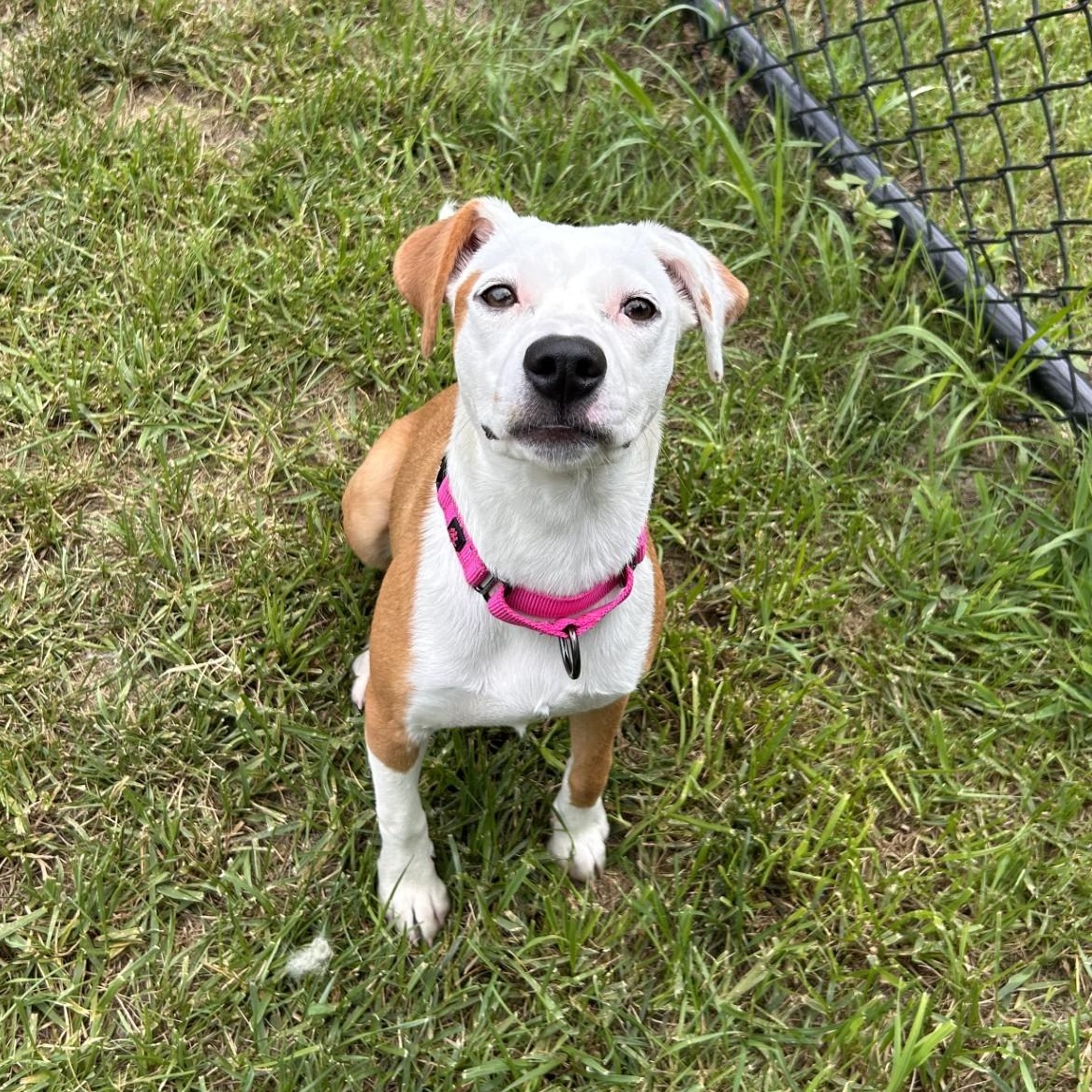 Topanga, adopted, Young Female Terrier.